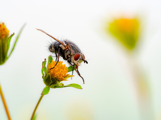 bee on flower