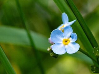 blue and yellow flower