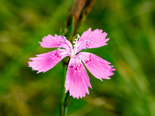 pink cosmos flower