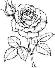 Detailed Line Art of Rose Flower