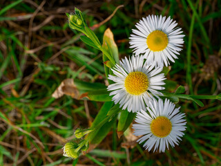 daisy in the grass