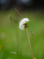 dandelion seed head