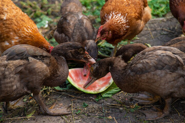 Farm with ducks and chickens. Selective focus.