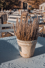 flowerpot in a closed cafe in winter