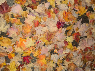 Autumn leaves background. Yellow and red maple leaves on wet pavement