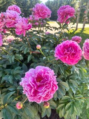pink roses in a garden