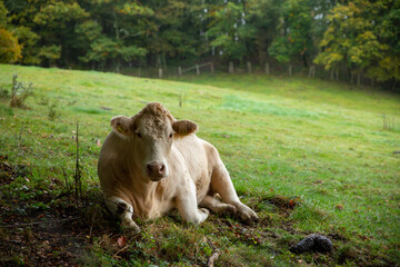 one cow resting on the grass on the edge of forest in Germany
