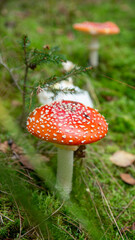 Red Amanita muscaria, also known as the fly agaric,in the forest in Germany, green