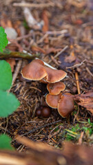 the brown mushroom in the forest in Germany, green