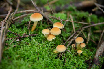 a cluster of small mushrooms growing in moss. They appear to belong to the Hypholoma genus, possibly Hypholoma fasciculare (commonly called the sulfur tuft). 
