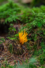 antlers like mushroom in the forest in Germany, green