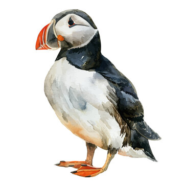 recommend clip art: A watercolor of a Puffin, isolated on a white background. Puffin vector.