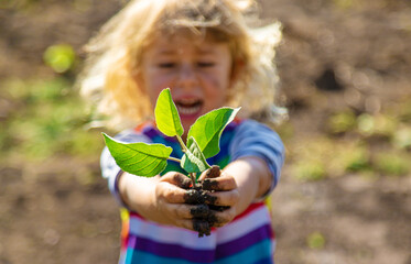 Child Planting a Tree. Selective Focus.