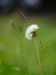dandelion head
