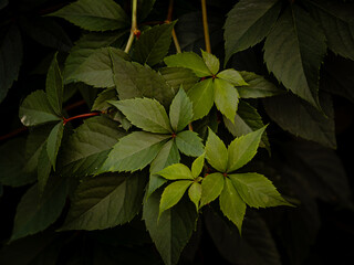red and green leaves