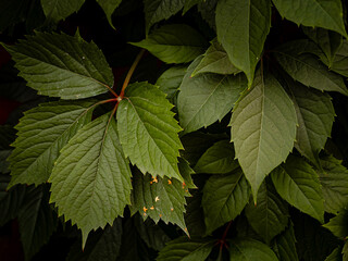 green leaves