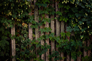 ivy covered wall