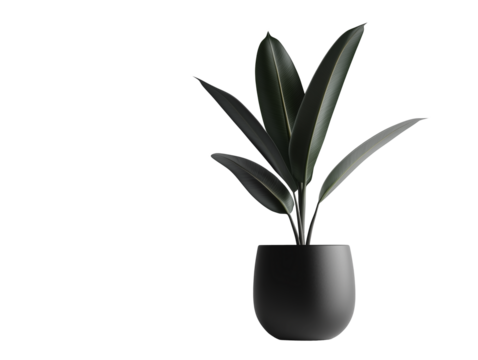 Modern indoor rubber plant in a sleek black pot enhancing minimalistic decor in a bright space