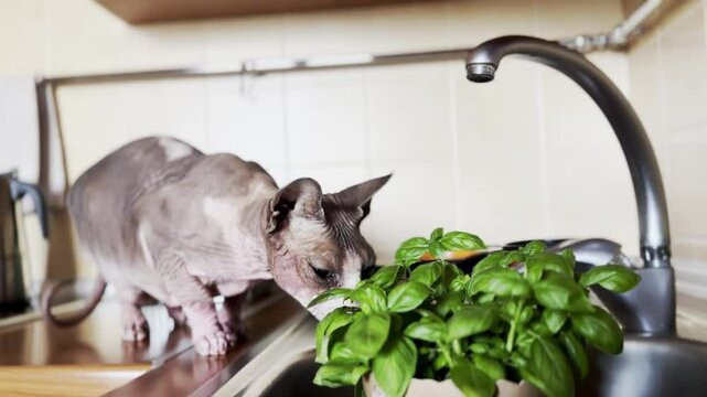 A bald Canadian Sphynx breed cat sniffs and eats basil green grass in the kitchen of a house. A pet in the kitchen near the faucet. Domestic animal. 
