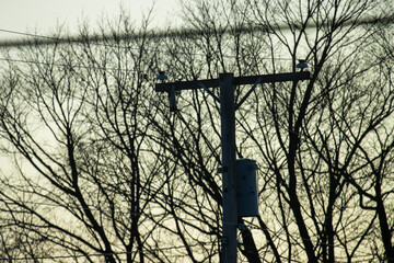 power pole and trees at sunrise