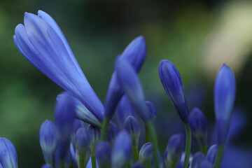 close up of agapanthus beautiful flowers, nature concept