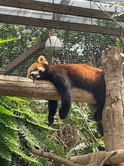 枝の上で寝ているレッサーパンダ