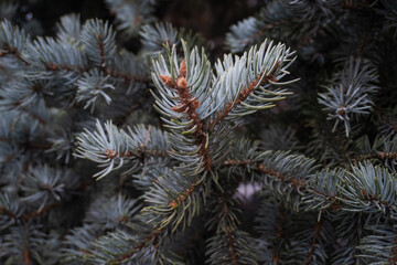 Picea pungens 'Hoopsii' is an exquisite blue spruce that captivates with its dense, silvery-blue needles.