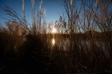 The sun peering through the bushes by the river