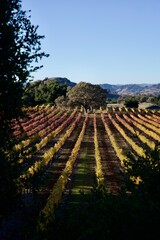 Fototapeta premium long rows of grapevines in the vineyard