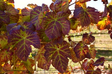 autumn leaves on the vine