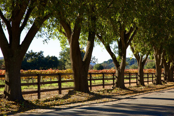 tree lined country road through the wine country