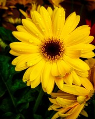 Yellow Flower with Water Droplets