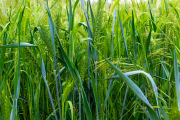 Wheat ears in a May cornfield, selective focus, natural blurred background, in Haskovo province, southern Bulgaria