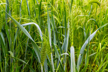 Wheat ears in a May cornfield, selective focus, natural blurred background, in Haskovo province, southern Bulgaria