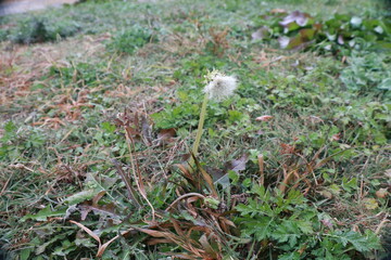 서양민들레 © Bonggyu