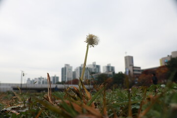 서양민들레 © Bonggyu