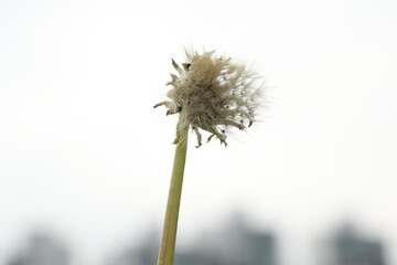 서양민들레 © Bonggyu