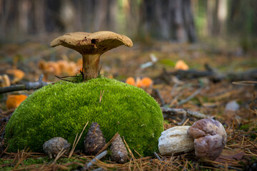 Pilz auf einem moosbewachsenem Baum