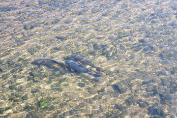 잉어와 민물고기무리