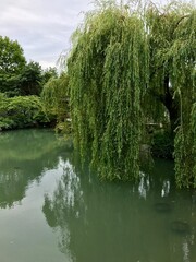 Willow tree in a park 