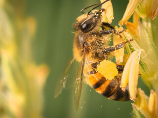 macro shot of a bee, collecting pollen