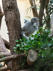 koala in tree
