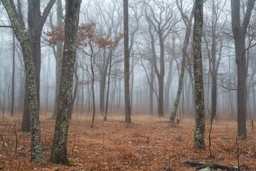 Fototapeta premium Tranquil Forest Scene with Trees Flourishing Through the Mist on a Foggy Day