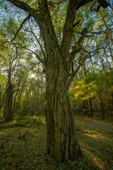 Landschaft mit Bäumen im Herbst