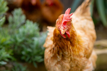 Close up of brown free range chicken looking at camera walking in grass in a backyard farm
