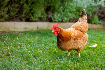 Brown free range chicken looking at camera walking in grass in a backyard farm