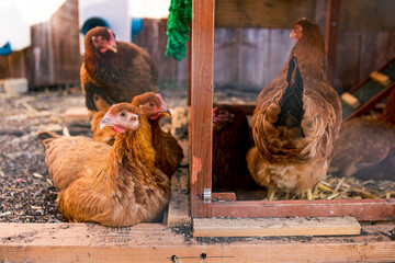 Brown free range chickens sitting and standing looking at camera in a chicken coop in a backyard farm with other chickens