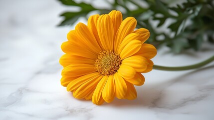 A white background stock photo featuring the vibrant orange Cempasúchil, a traditional Mexican flower.