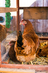 Brown free range chicken looking at camera back turned walking around underneath a chicken coop in a backyard farm with other chickens