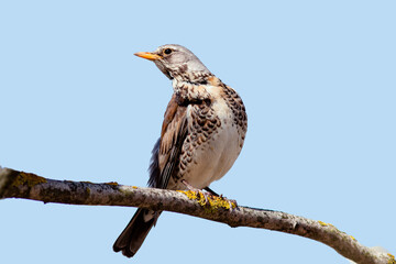 bird of prey